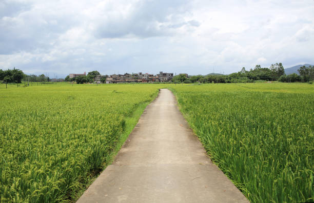 istock farmland of south china 1182908024