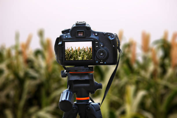 istock Pearl millet crop swaying through wind outdoor in nature during springtime. 1182908061