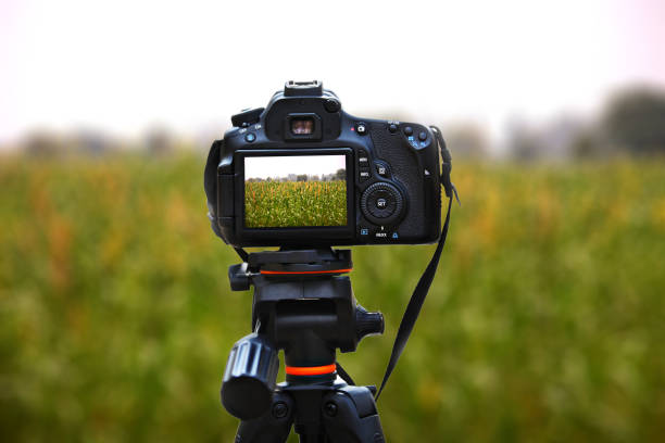 istock Pearl millet crop swaying through wind outdoor in nature during springtime. 1182908068