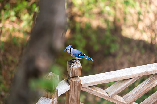 One blue jay Cyanocitta cristata perched on wooden deck fence in summer or spring high angle view of colorful bird