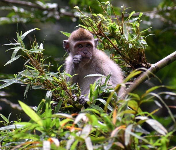 istock Young macaque monkey sitting in a tree in the jungle 1182908525