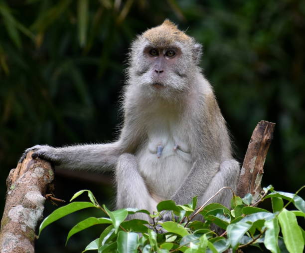 istock Relaxed macaque monkey sitting in a tree in the jungle 1182908600