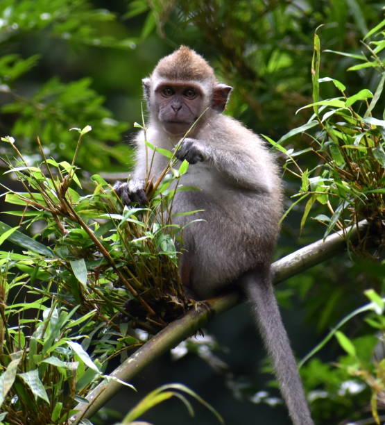 istock Cute macaque monkey eating bamboo leaves 1182908641