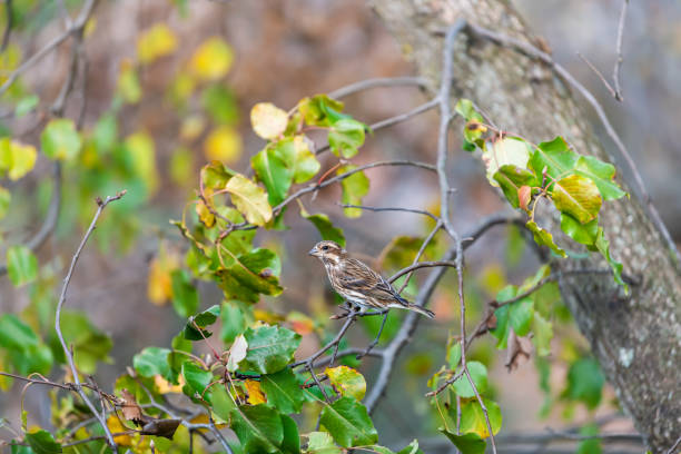 closeup of one brown sparrow bird perched on cherry tree branch with green leaves in autumn summer or spring in virginia - 16605 imagens e fotografias de stock