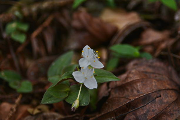 istock Beautiful wild flowers 1182910146