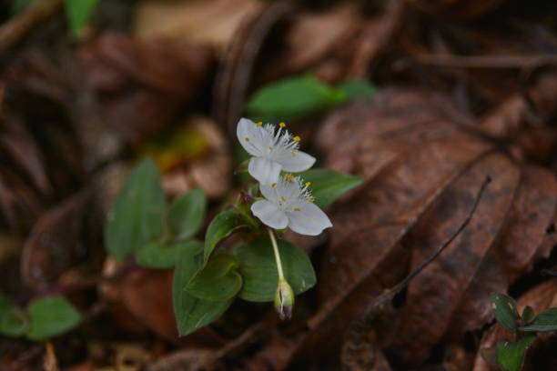 istock Beautiful wild flowers 1182911437