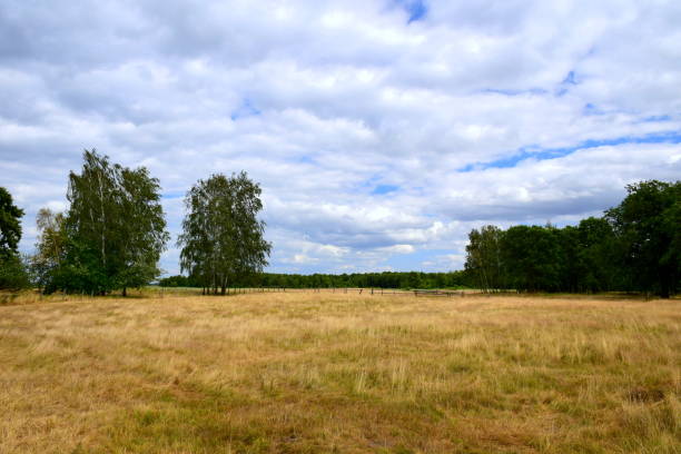 un campo lussureggiante, prato o pascoli coperti di erba secca, appassita, gialla, erbe e arbusti situati vicino a una fitta foresta o brughiera con un cielo estivo nuvoloso sopra la scena vista in polonia - poland rural scene scenics pasture foto e immagini stock