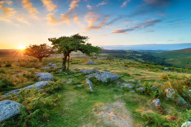Weathered Hawthorn trees at Combestone Tor on Dartmoor National Park in Devon