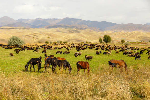 istock pasture in the mountains 1182912419