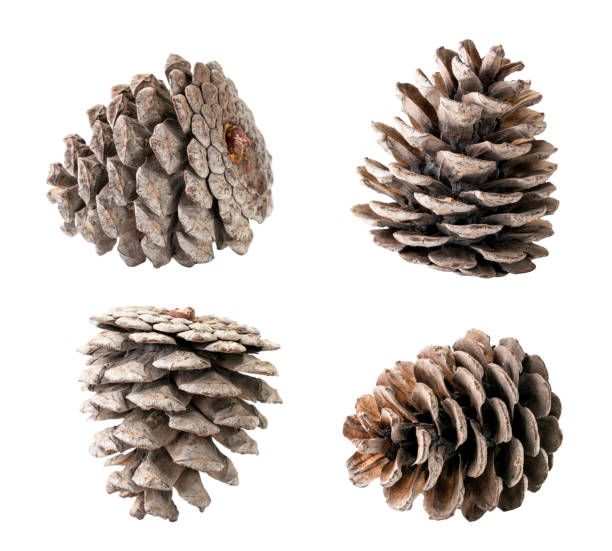 istock Set of Christmas tree cones closeup on a white, isolated. 1182914031