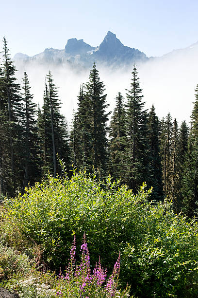 istock Mt.Rainier National Park 118291472