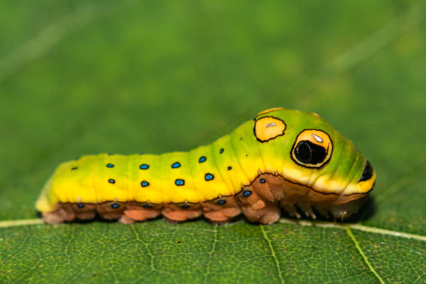 istock Spicebush Swallowtail Caterpillar 1182915598
