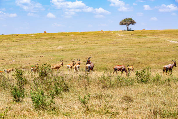 istock Heard with Hartebeest on the savannah in Masai mara 1182916270
