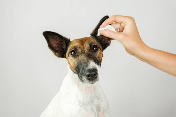 istock Human hand cleans a dog's ear with a cotton pad. 1182916339