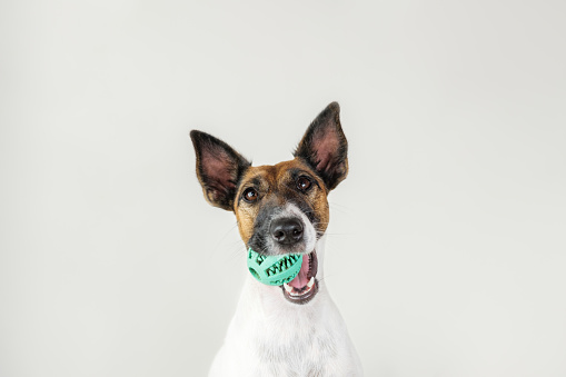 Portrait of playful fox terrier puppy with a ball in mouth.