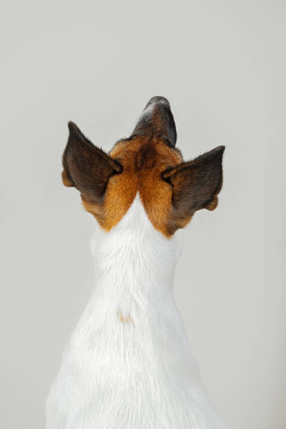 Norwegian Lundehund