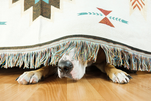 El perro se esconde bajo el sofá y tiene miedo de salir. photo