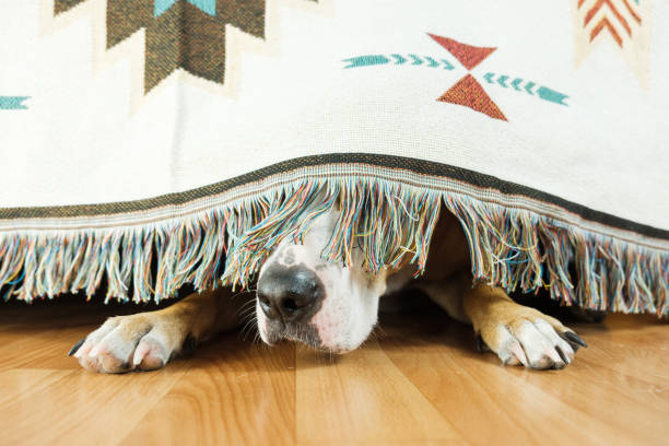 The dog is hiding under the sofa and afraid to go out. The concept of dog's anxiety about thunderstorm, fireworks and loud noises. Pet's mental health, excessive emotionality, feelings of insecurity. hiding stock pictures, royalty-free photos & images