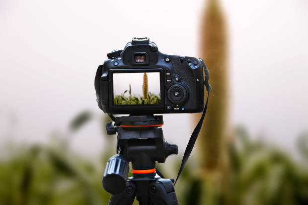 istock Pearl millet crop swaying through wind outdoor in nature during springtime. 1182917204