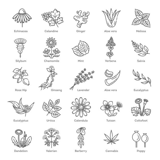kräuter-sammlung. medizinische gesunde blumen und kräuter naturpflanzen - hagebutte stock-grafiken, -clipart, -cartoons und -symbole