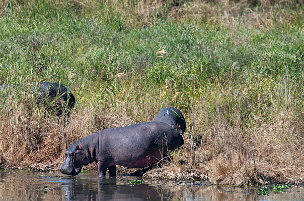 Hippopotamus - Hippo stock photo