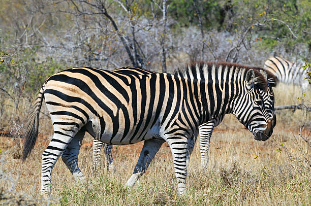 Zebras in South Africa stock photo