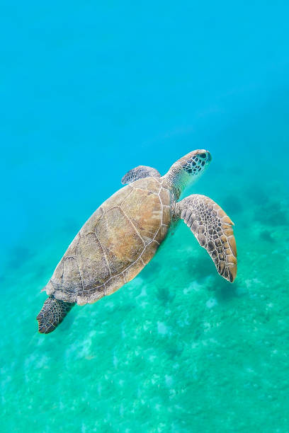 istock Green turtle swimming in sea water 1182917625