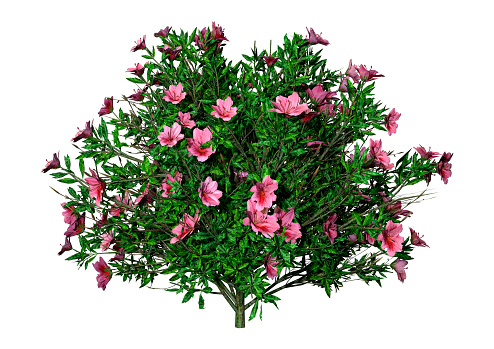3D rendering of an azalea rhododendron flowers on white background