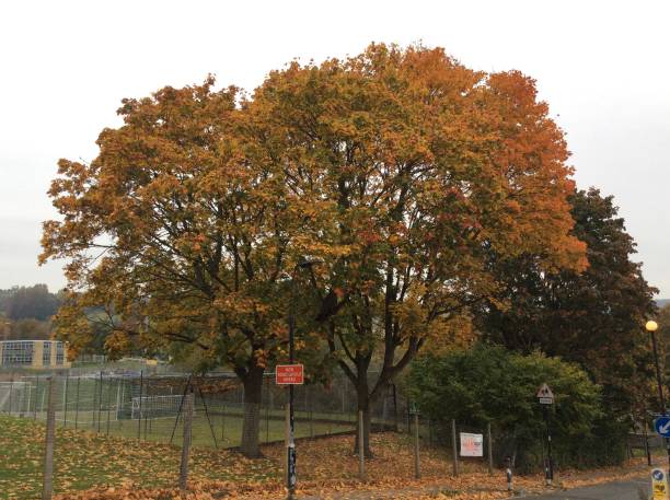 istock Autumn colour leaves 1182918079
