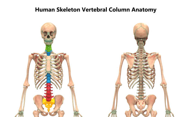 istock Vertebral Column of Human Skeleton System Anatomy 1182919304
