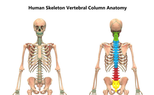 istock Vertebral Column of Human Skeleton System Anatomy 1182919403