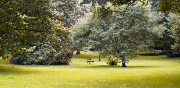 Edinburgh Park, glowing light, soft focus. One solitary bench. 