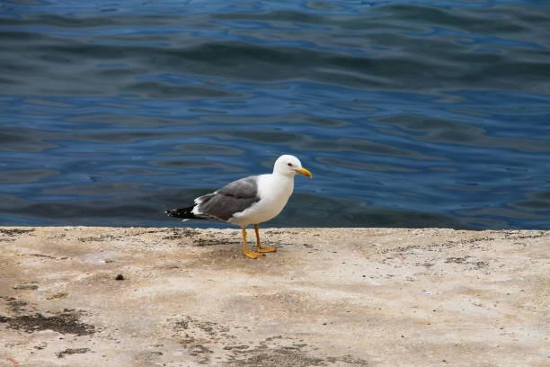 istock One seagull standing near blue sea 1182920156