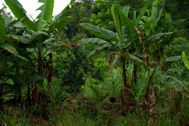 vista de una arboleda de plátanos, una escena tropical. - banana plantation green tree fotografías e imágenes de stock