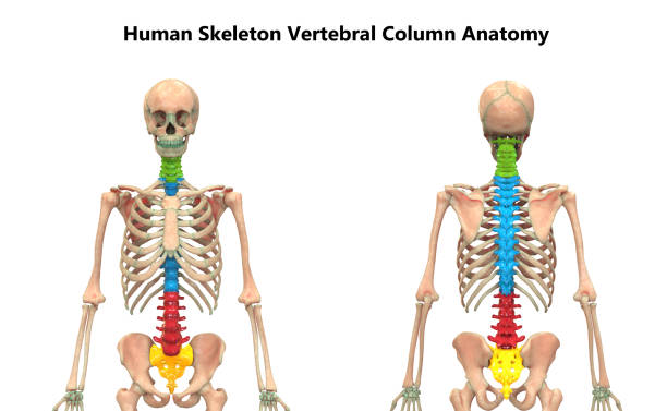 istock Vertebral Column of Human Skeleton System Anatomy 1182920393