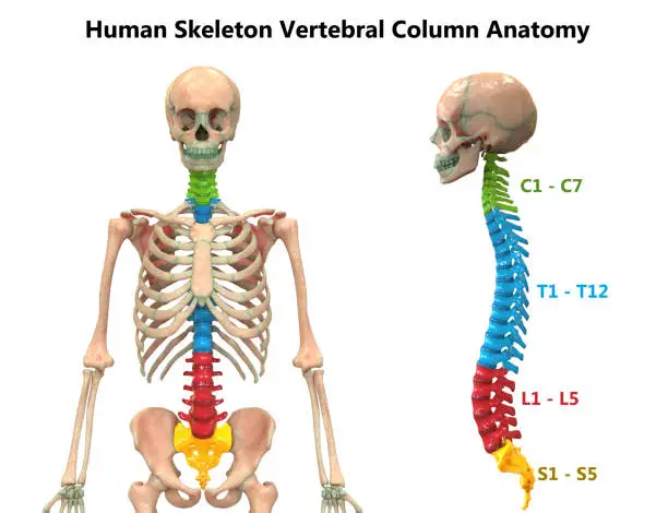 3D Illustration of Vertebral Column of Human Skeleton System Anatomy Anterior and Lateral View