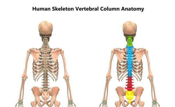 istock Vertebral Column of Human Skeleton System Anatomy Posterior View 1182920562