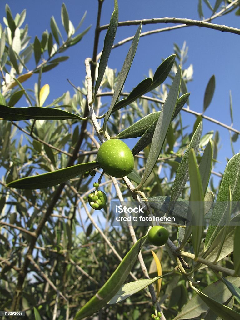 Olives - Lizenzfrei Ast - Pflanzenbestandteil Stock-Foto