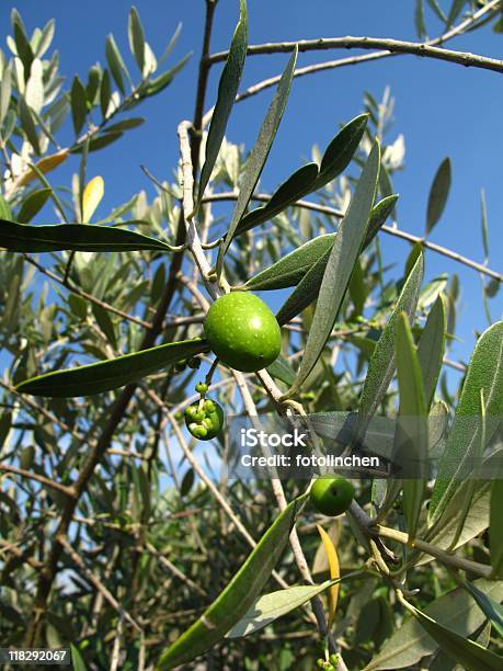 Olives Stockfoto und mehr Bilder von Ast - Pflanzenbestandteil - Ast - Pflanzenbestandteil, Blatt - Pflanzenbestandteile, Farbbild