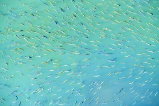 A lot of fish