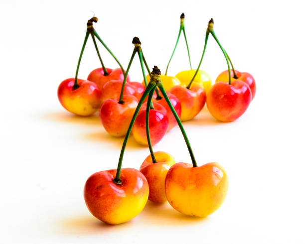 istock Studio shot group of Rainier cherries with long stems isolated on white 1182921490