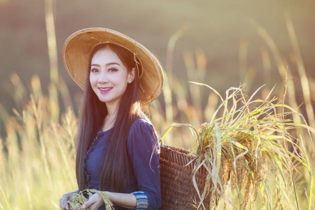 Beautiful women farmer harvesting rice in rice fields. Agriculture Concept.