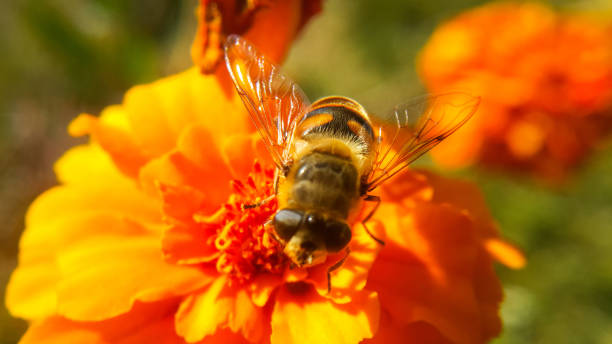 l'abeille se tient sur une fleur orange et veut recueillir le pollen - insect fly animal eye single flower photos et images de collection