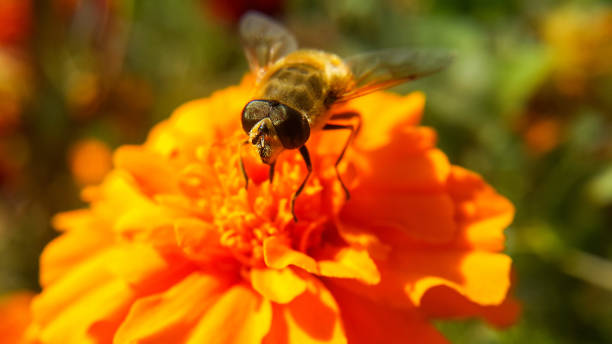 un'ape sta su un fiore d'arancio e si prepara a raccogliere il polline - insect fly animal eye single flower foto e immagini stock