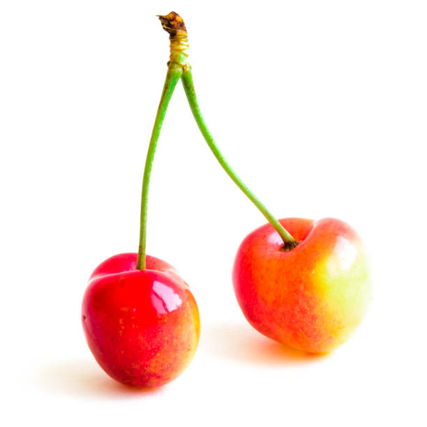 istock Studio shot two joined stem Rainier cherries isolated on white 1182921718