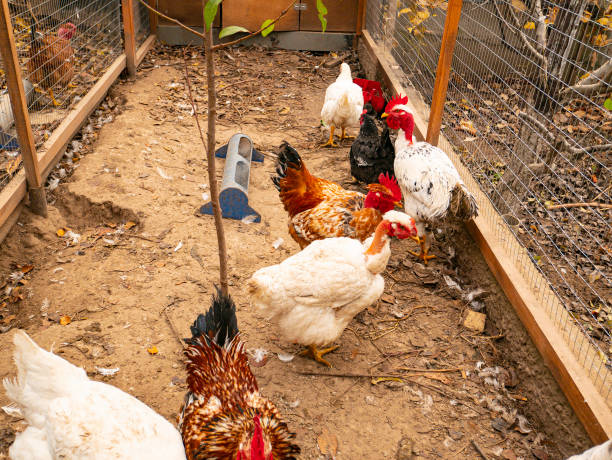 istock Chicken in a corral from the net. 1182926563