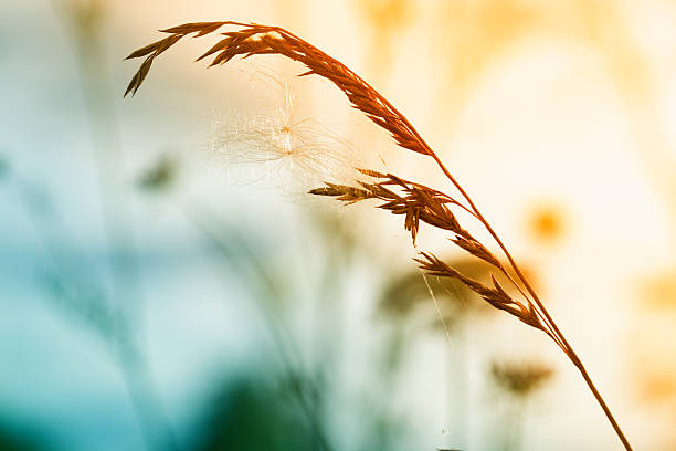 istock Meadow Vibrant colors 118292723