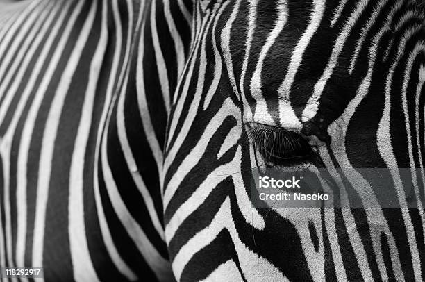 Zebra Stockfoto und mehr Bilder von Abstrakt - Abstrakt, Nahaufnahme, Zebra