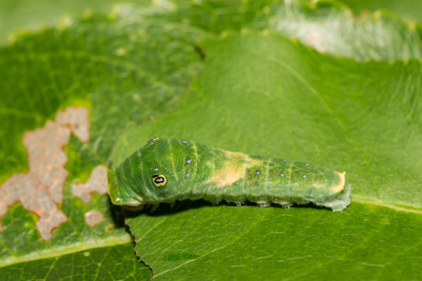 istock Eastern Tiger Swallowtail Caterpillar 1182930177