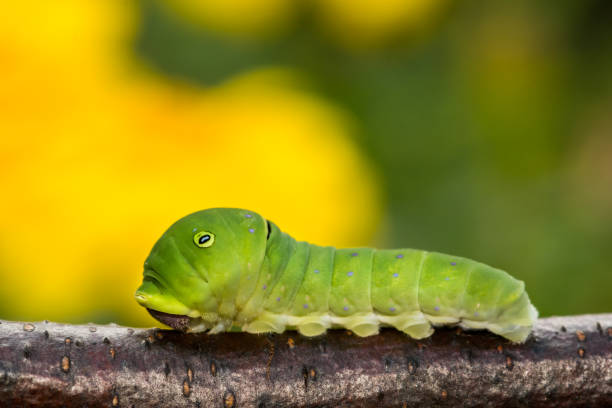 Eastern Tiger Swallowtail Caterpillar stock photo